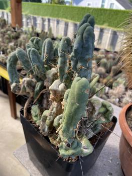 Trichocereus bridgesii monstrosus
